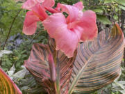 Canna &lsquo;Pink Sunburst&rsquo; plant in bloom in Asharoken, N.Y.