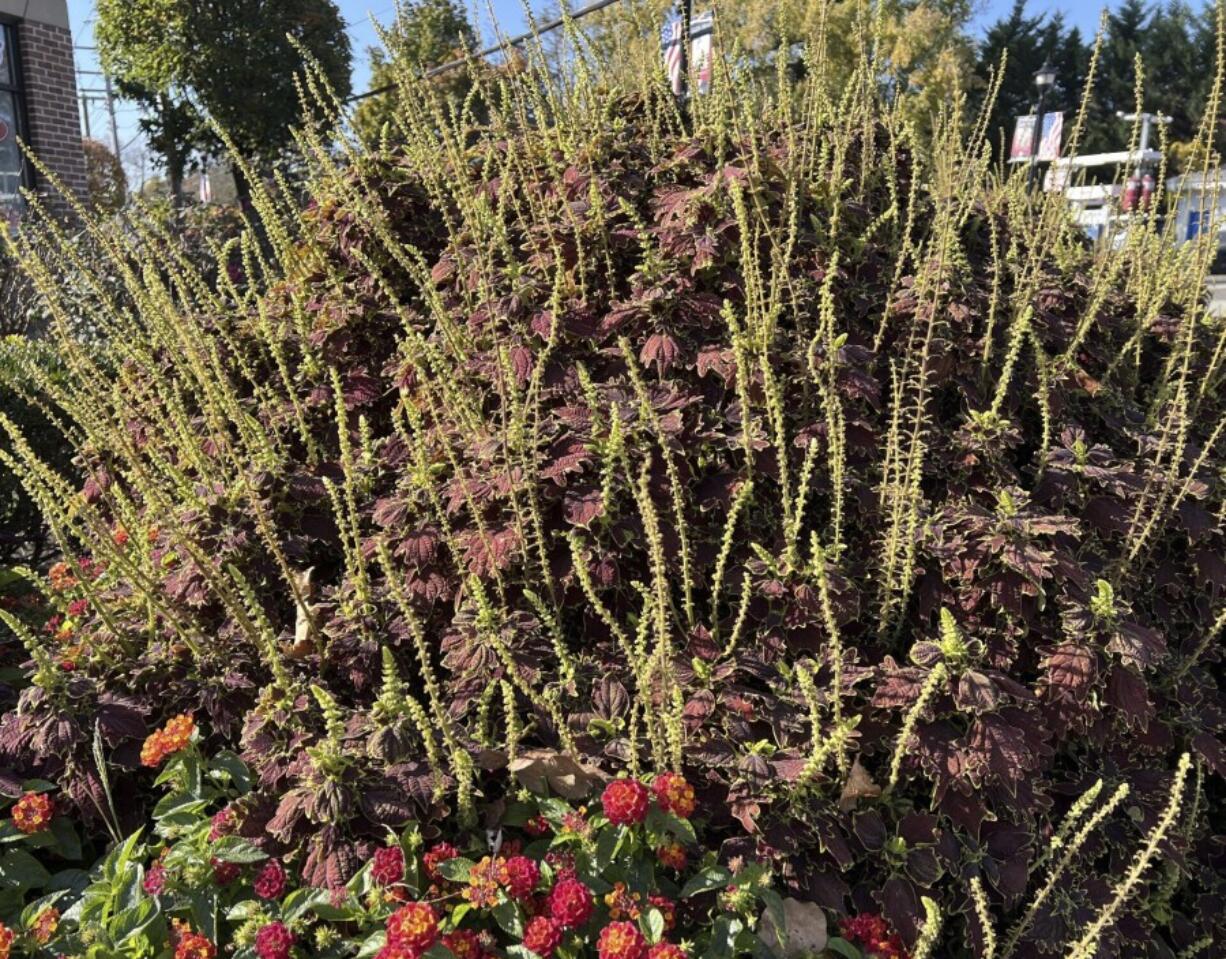 This Nov. 5, 2024, image provided by Jessica Damiano shows the spent, gangly flower spikes of a coleus plant on Long Island, New York. The plant&rsquo;s blooming stage often surprises its gardeners, who typically plant it for its stunning foliage.