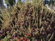 This Nov. 5, 2024, image provided by Jessica Damiano shows the spent, gangly flower spikes of a coleus plant on Long Island, New York. The plant&rsquo;s blooming stage often surprises its gardeners, who typically plant it for its stunning foliage.