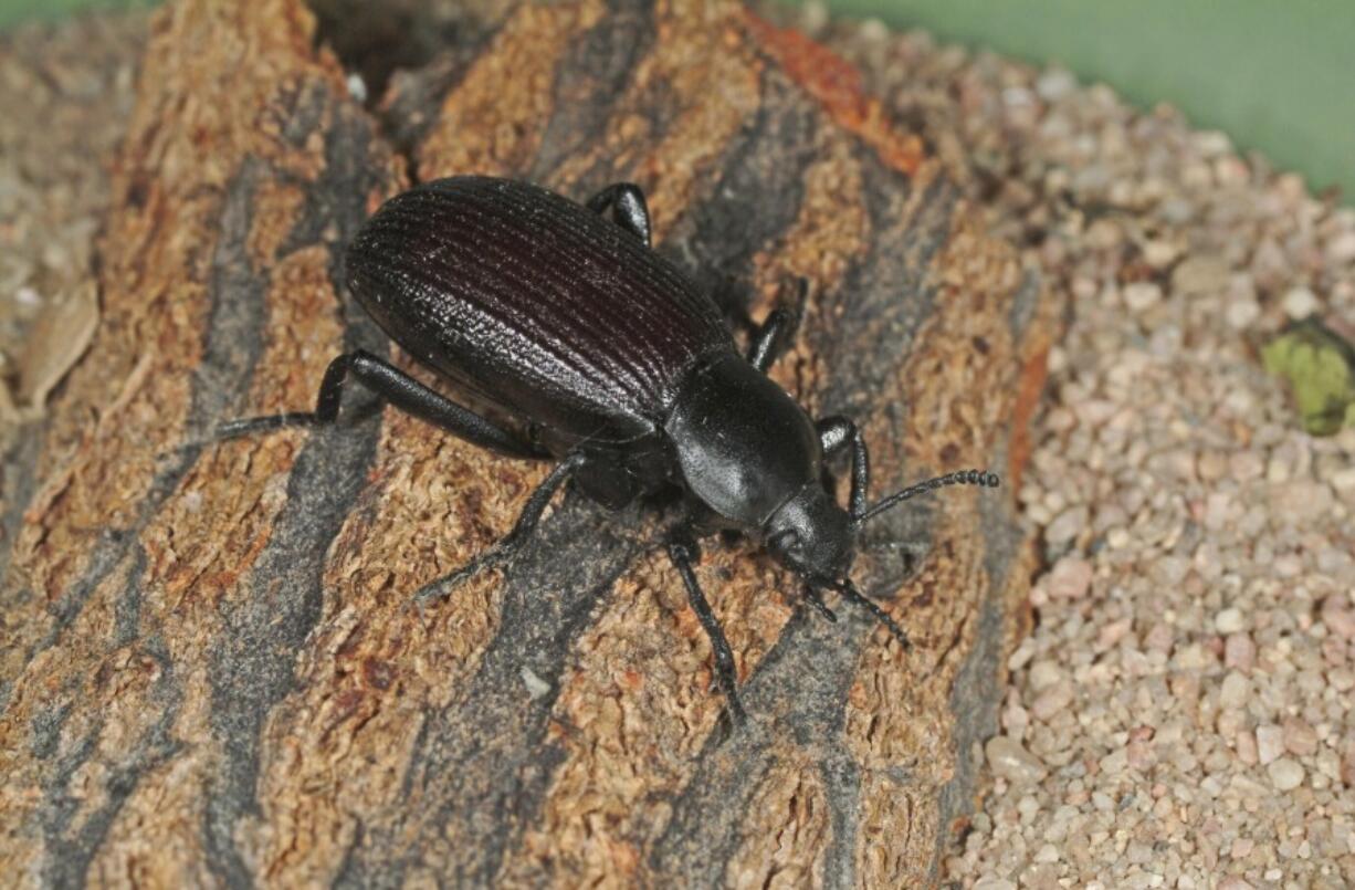 A ground beetle.