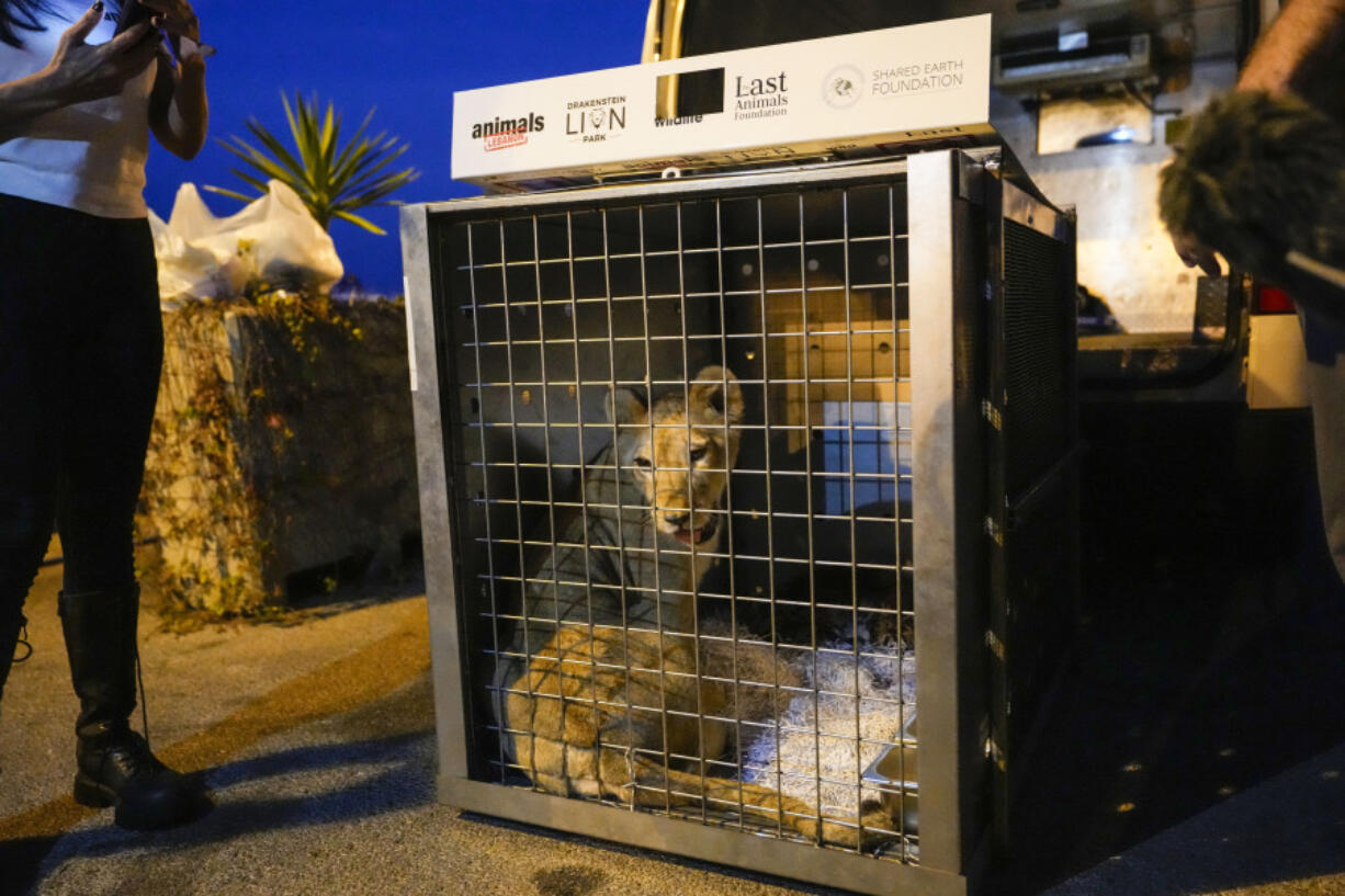 Sara the lion cub sits in a crate before being loaded on a yacht at the Dbayeh sea port, north of Beirut, Lebanon, Thursday, Nov. 14, 2024.