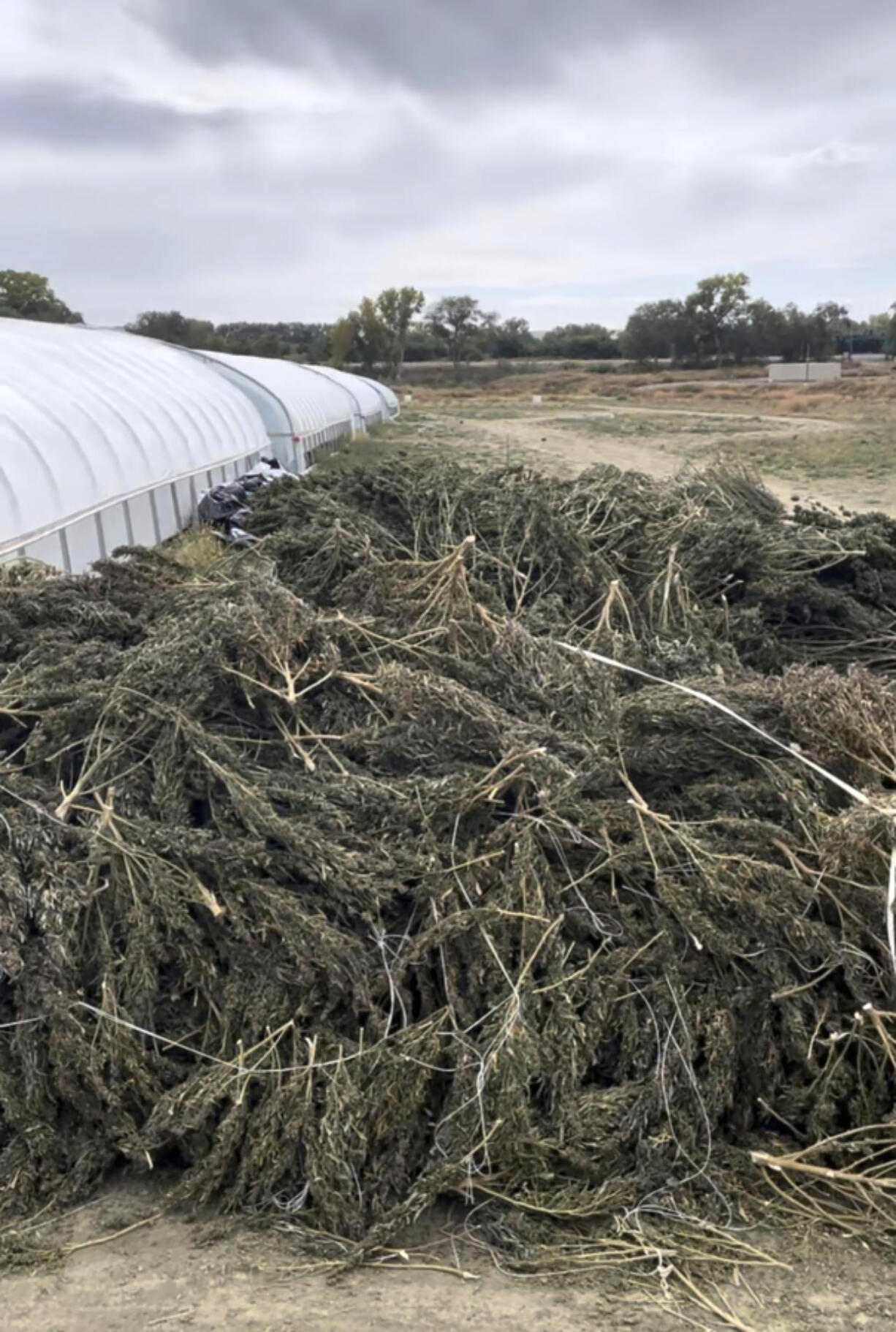 This undated image provided by the New Mexico State Police shows marijuana plants that were removed from a growing operation in Waterflow, N.M., after the state Cannabis Control Division ordered a company to cease production.