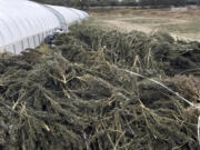 This undated image provided by the New Mexico State Police shows marijuana plants that were removed from a growing operation in Waterflow, N.M., after the state Cannabis Control Division ordered a company to cease production.