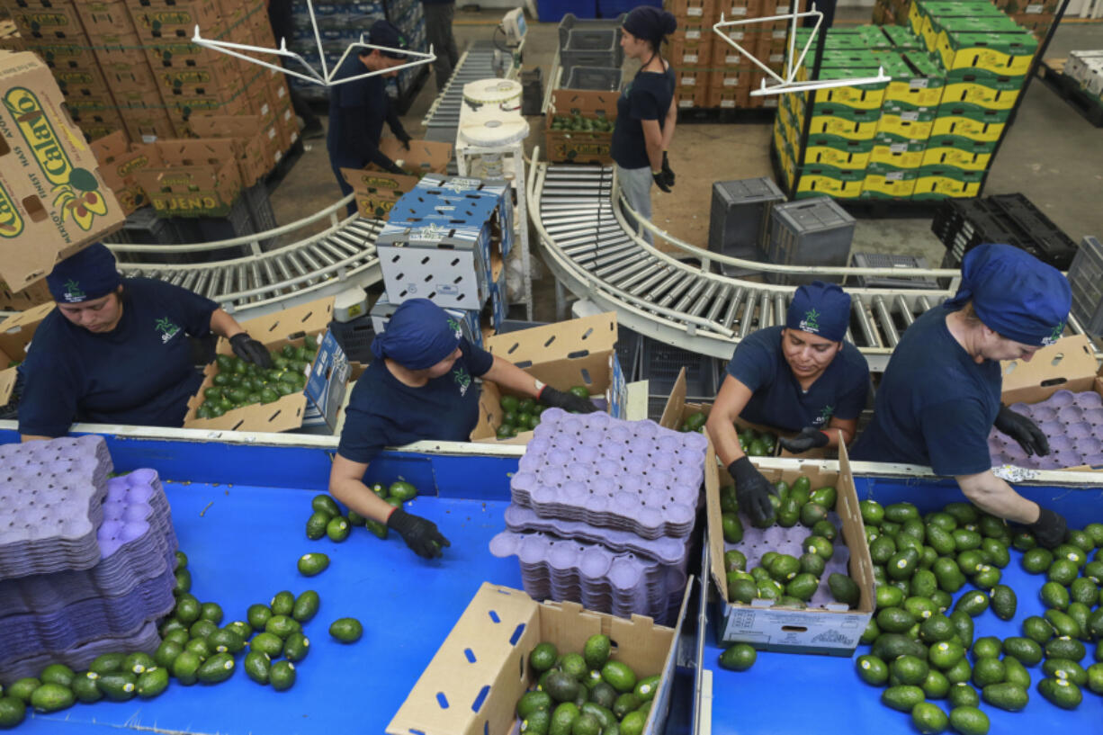 Workers pack avocados in Uruapan, Mexico Wednesday, Nov. 27, 2024.