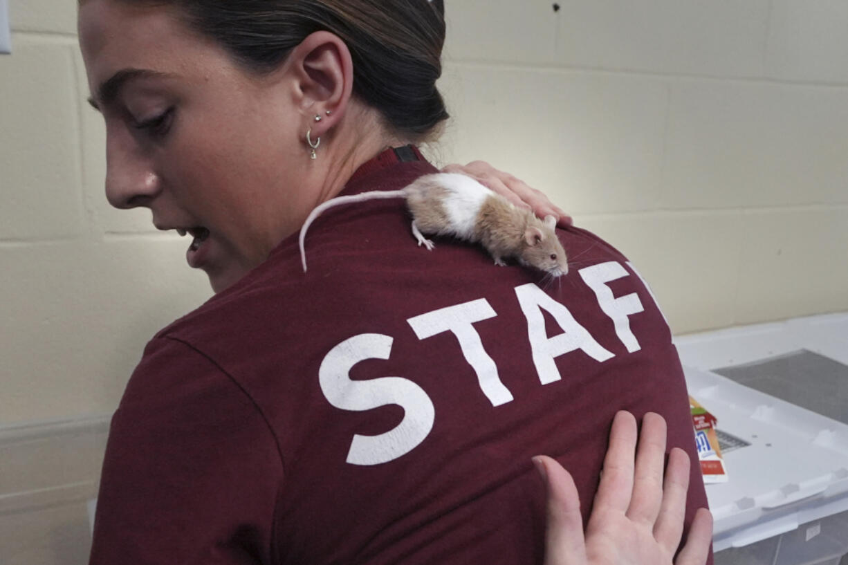 Adoption coordinator Lexi Giannopoulos tries to get a grasp on a mouse that ran up her arm, which is one of nearly 1,000 fancy mice that were surrendered, at the New Hampshire SPCA, Friday, Nov. 15, 2024, in Stratham, N.H.