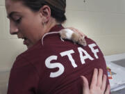 Adoption coordinator Lexi Giannopoulos tries to get a grasp on a mouse that ran up her arm, which is one of nearly 1,000 fancy mice that were surrendered, at the New Hampshire SPCA, Friday, Nov. 15, 2024, in Stratham, N.H.