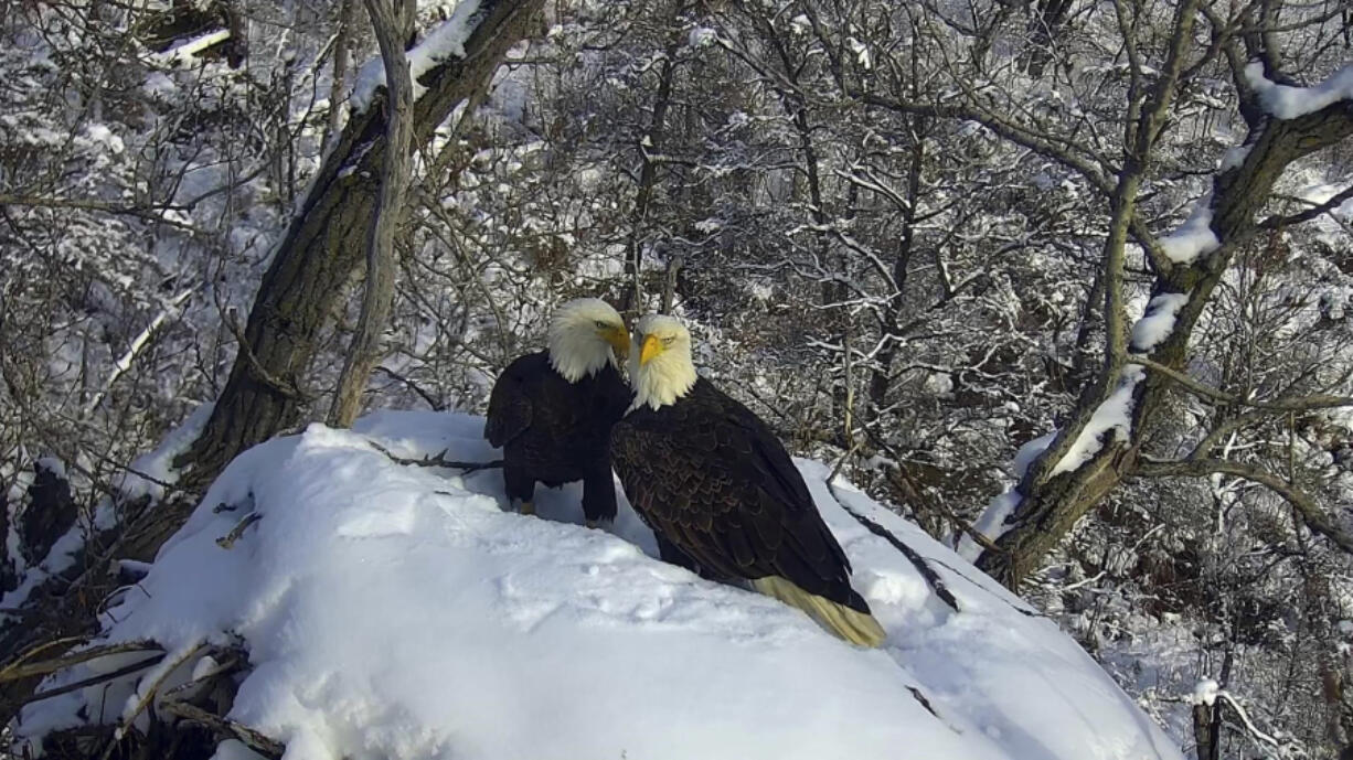 A pair of eagles that were followed by viewers worldwide on the Minnesota Department of Natural Resources EagleCam are shown in a nest in an undisclosed location in 2023.