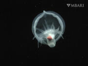 This undated photo provided by Monterey Bay Aquarium and Research Institute, shows a mystery mollusc (Bathydevius caudactylus) observed by MBARI&#039;s remotely operated vehicle (ROV) Tiburon in the outer Monterey Canyon at a depth of approximately 1,550 meters.