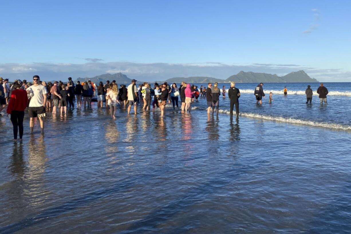 Rescuers stand in the water as they help refloat stranded pilot whales on Ruakaka Beach in northland, New Zealand, Sunday, Nov. 24, 2024.