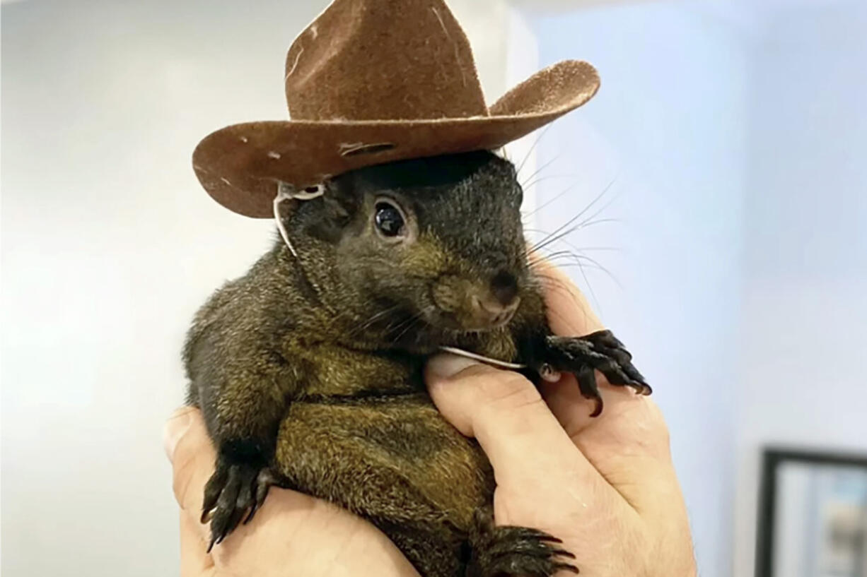 Mark Longo&rsquo;s pet squirrel Peanut who was seized by officers from the state Department of Environmental Conservation, at Longo&rsquo;s home in rural Pine City, N.Y., Oct. 30.