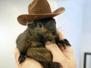 Mark Longo&rsquo;s pet squirrel Peanut who was seized by officers from the state Department of Environmental Conservation, at Longo&rsquo;s home in rural Pine City, N.Y., Oct. 30.