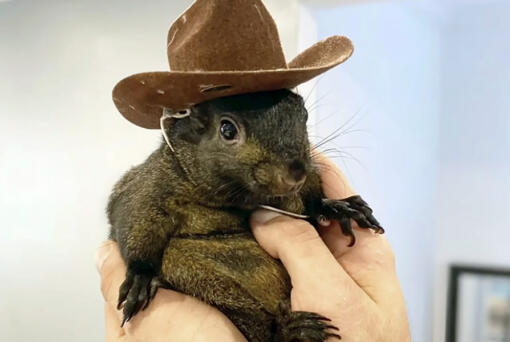 Mark Longo&rsquo;s pet squirrel Peanut who was seized by officers from the state Department of Environmental Conservation, at Longo&rsquo;s home in rural Pine City, N.Y., Oct. 30.