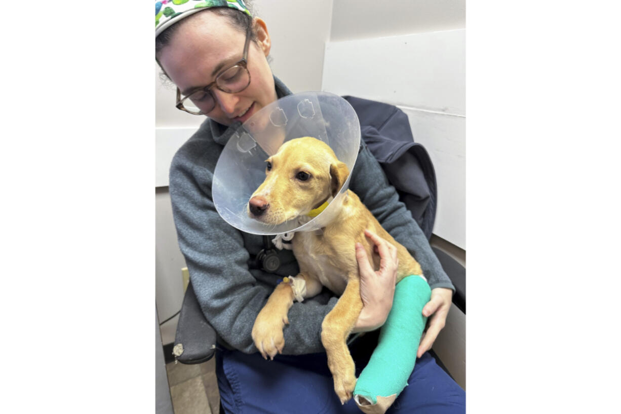 Veterinarian Stephanie Boisvert holds Whiskey, a Labrador-mix puppy, at the Pieper Memorial Veterinary Center, Tuesday, Nov. 26, 2024, in Middletown, Conn. Whiskey survived a plane crash in the Catskill Mountains on Sunday.