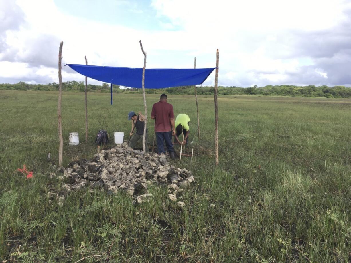 This 2019 photo provided by the Belize River East Archaeology project,  researchers excavate sediment that will be sequenced to help them date the evidence of a large-scale pre-Columbian fish-trapping facility in Belize.