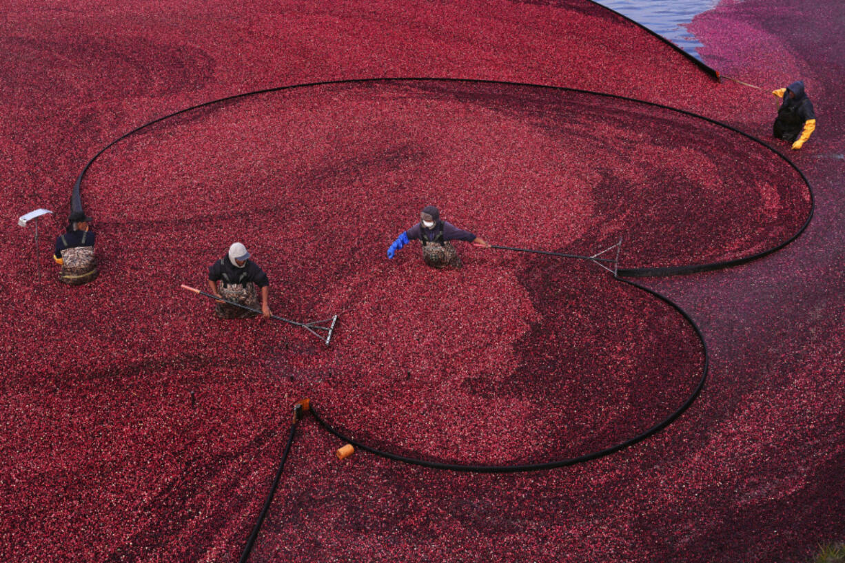 FILE - Workers position floating booms while wet harvesting cranberries at Rocky Meadow Bog, Nov. 1, 2024, in Middleborough, Mass.