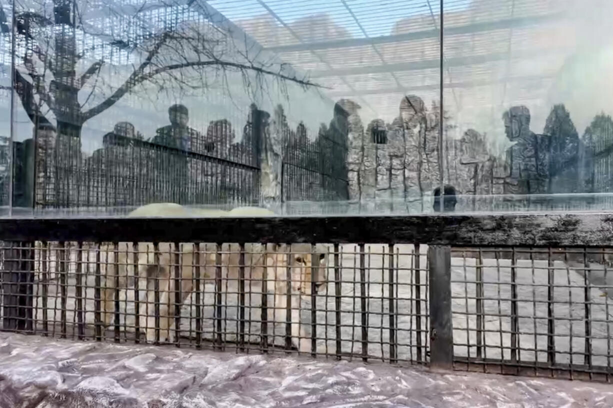 In this photo taken from video released by the Moscow Zoo official telegram channel on Wednesday, Nov. 20, 2024, lion is seen in an enclosure in the zoo of Pyongyang in North Korea after being delivered as a gift from Russian President Vladimir Putin.