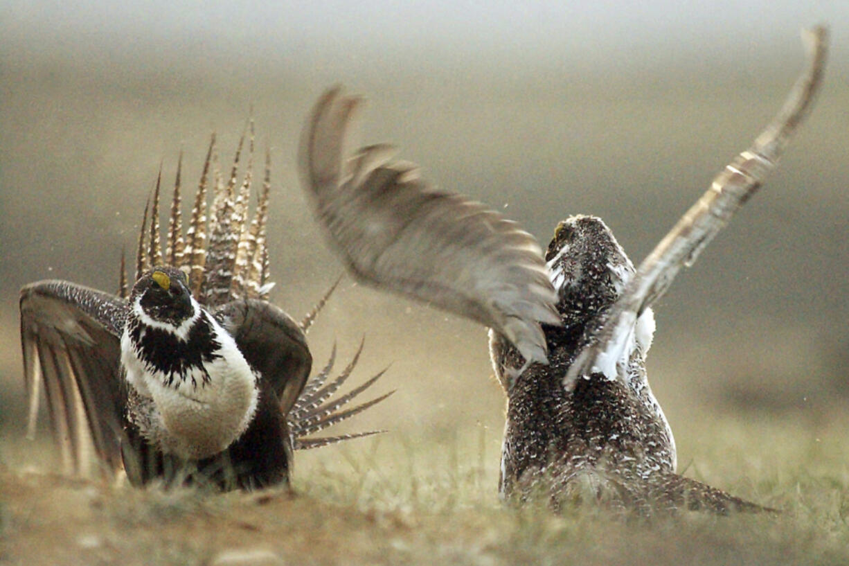 Male sage grouses fight for the attention of females on May 9, 2008, southwest of Rawlins, Wyo.