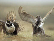 Male sage grouses fight for the attention of females on May 9, 2008, southwest of Rawlins, Wyo.