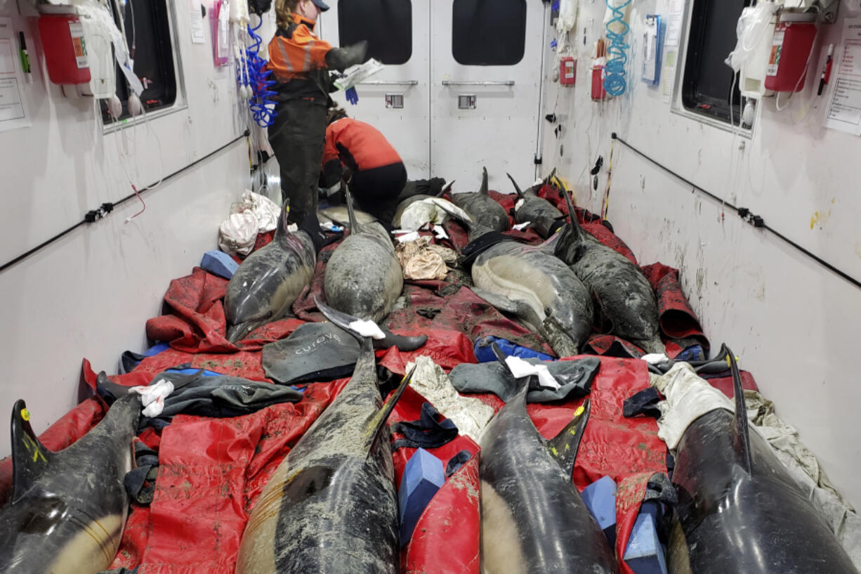 Twelve dolphins, which were stranded near Lieutenant Island, are attended to in a mobile dolphin rescue vehicle Nov. 14, in Wellfleet, Mass. An unprecedentedly bad year for beached dolphins on Cape Cod might have to do with warming waters changing the availability of the animals&rsquo; food, said scientists hoping to curb the strandings.