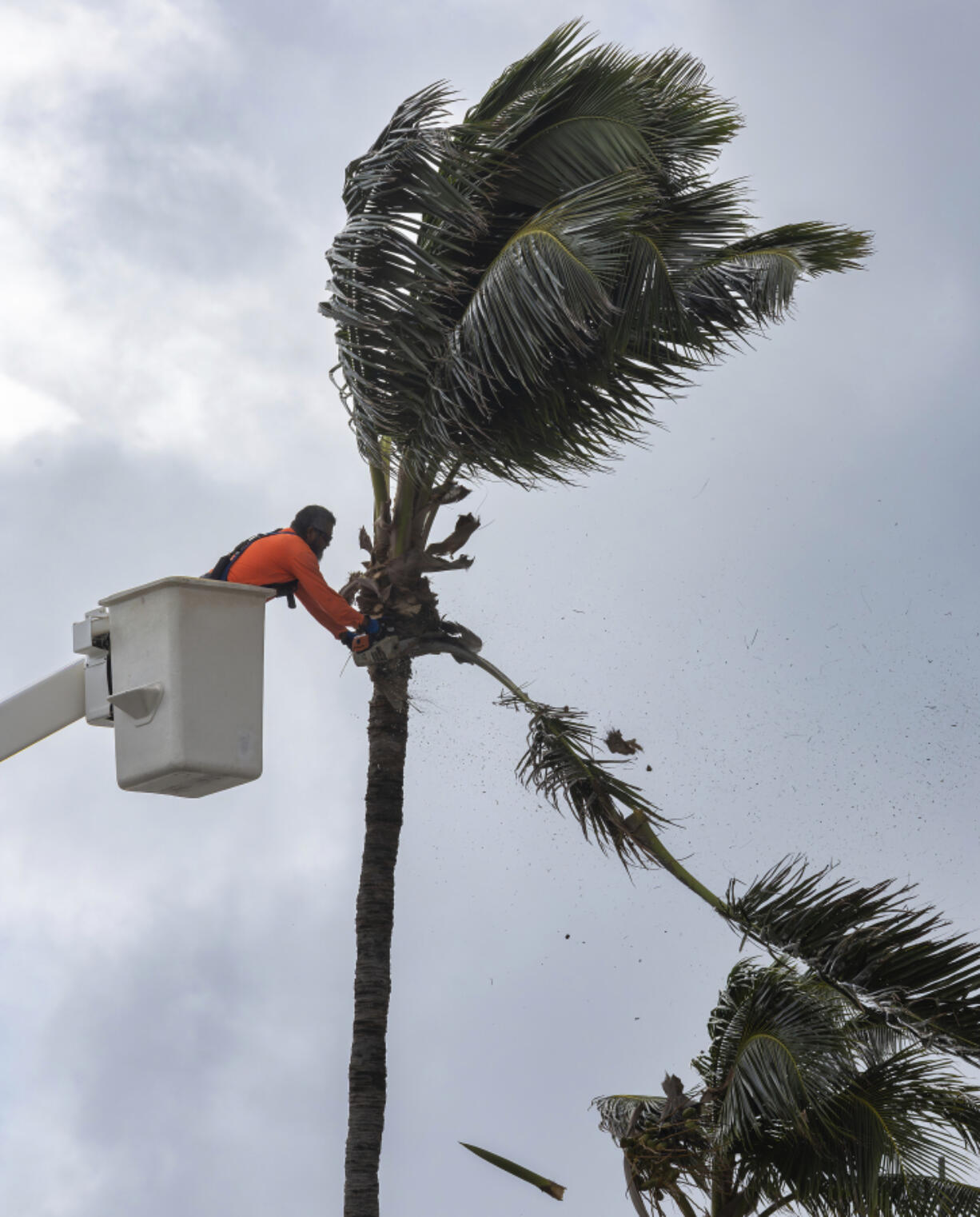 A worker cuts the branches of the palm tree on Tuesda, in Miami Beach, Fla.