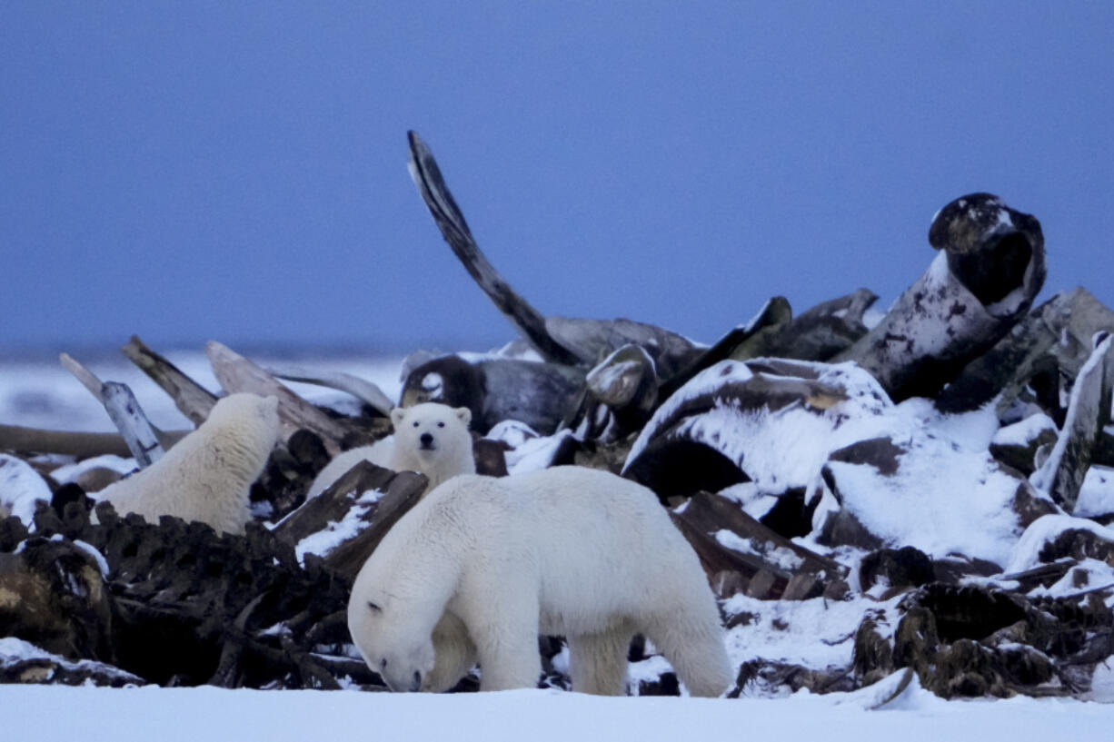 A polar bear and cubs search for scraps in a large pile of bowhead whale bones left from the village&#039;s subsistence hunting at the end of an unused airstrip on a spit of land near the village, Tuesday, Oct. 15, 2024, in Kaktovik, Alaska.