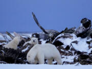 A polar bear and cubs search for scraps in a large pile of bowhead whale bones left from the village&#039;s subsistence hunting at the end of an unused airstrip on a spit of land near the village, Tuesday, Oct. 15, 2024, in Kaktovik, Alaska.