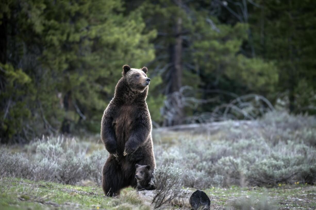 In this undated photo provided by Grand Teton National Park a grizzly bear known as No. 399 stands along side a cub. (C.