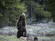 In this undated photo provided by Grand Teton National Park a grizzly bear known as No. 399 stands along side a cub. (C.