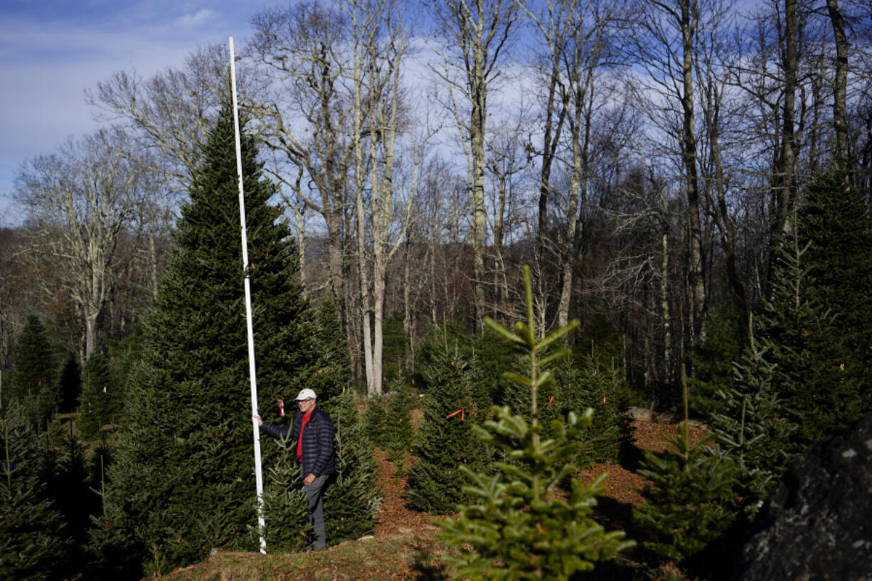 Sam Cartner Jr., co-owner of Cartner&rsquo;s Christmas Tree Farm, measures the official White House Christmas tree, a 20-foot Fraser fir Nov. 13 in Newland, N.C.