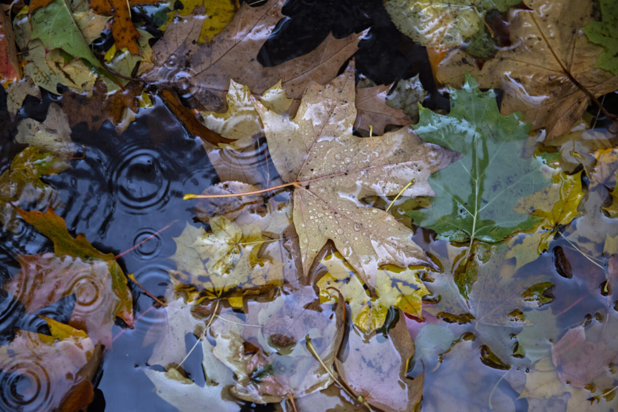 Autumn leaves collect in a puddle.