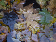 Autumn leaves collect in a puddle.