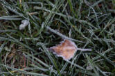 LEADOPTION Chilly conditions on Tuesday morning left southeast Vancouver covered in frost.