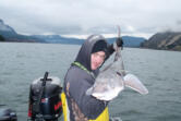 Lots of sturgeon get caught in the winter season in the lower end of Bonneville pool. This fish was caught between Drano Lake and Wind Mountain.