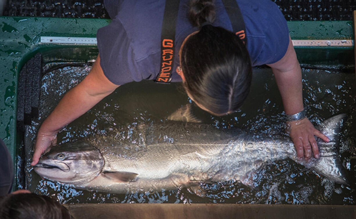 Crystal Chulik inspects a Chinook Salmon for damage out in the wild during her scientific sampling at the Bonneville Dam&Dagger;&shy;s adult fish facility on June 4, 2018. Columbia and Snake River chinook are still threatened with extinction despite $17 billion spent on salmon and wildlife recovery in the Columbia Basin.