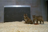 A pair of orphaned cougars from Southwest Washington are adjusting to life at the Oregon Zoo.