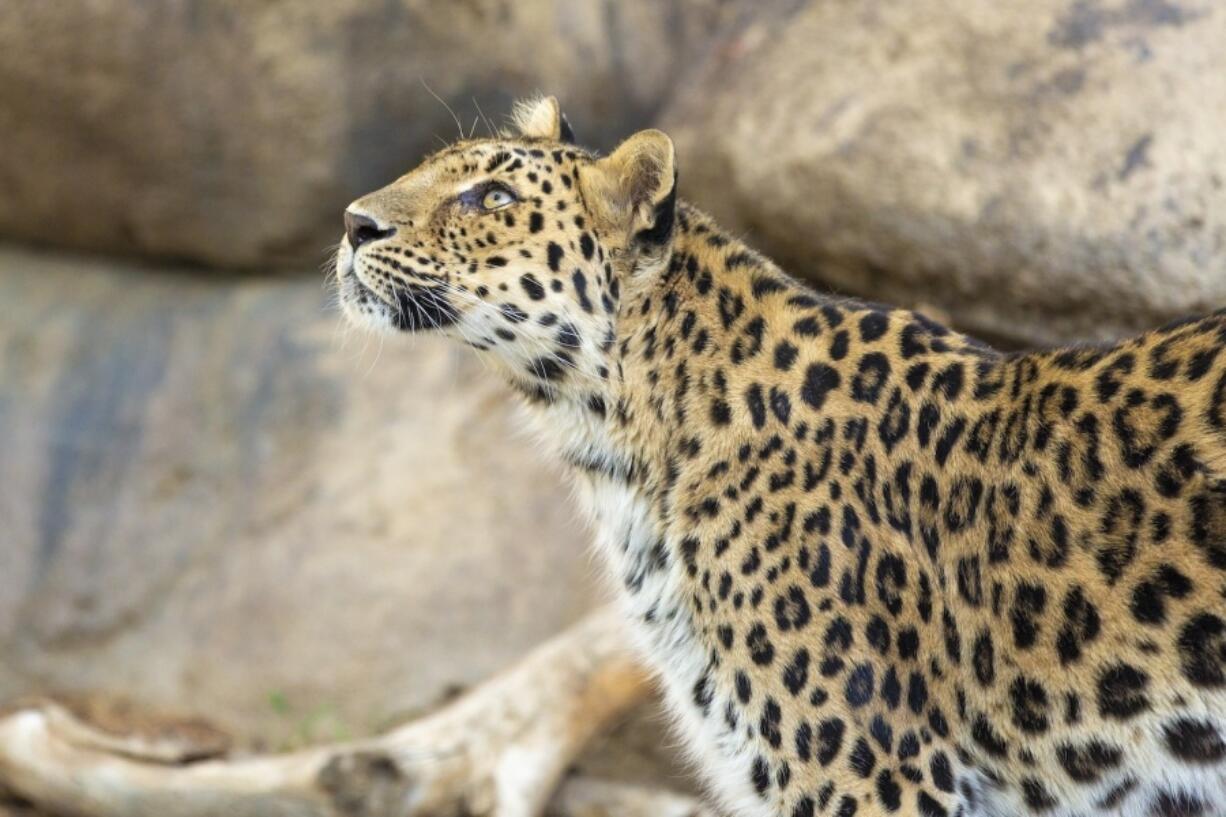 This 2018 photo provided by The Living Desert Zoo and Gardens shows Amur leopard Zoya, who passed away from old age at the zoo in Palm Desert, Calif., on Nov. 26, 2024.