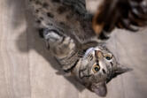 Ophelia the kitty gets in some playtime at Furry Friends on June 20.