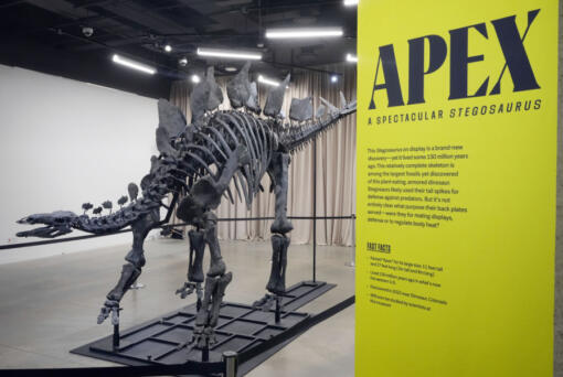 Apex, a 150-million-year-old stegosaurus dinosaur fossil that billionaire Kenneth C. Griffin bought for $44.6 million, is displayed Dec. 5 at the American Museum of Natural History in New York.